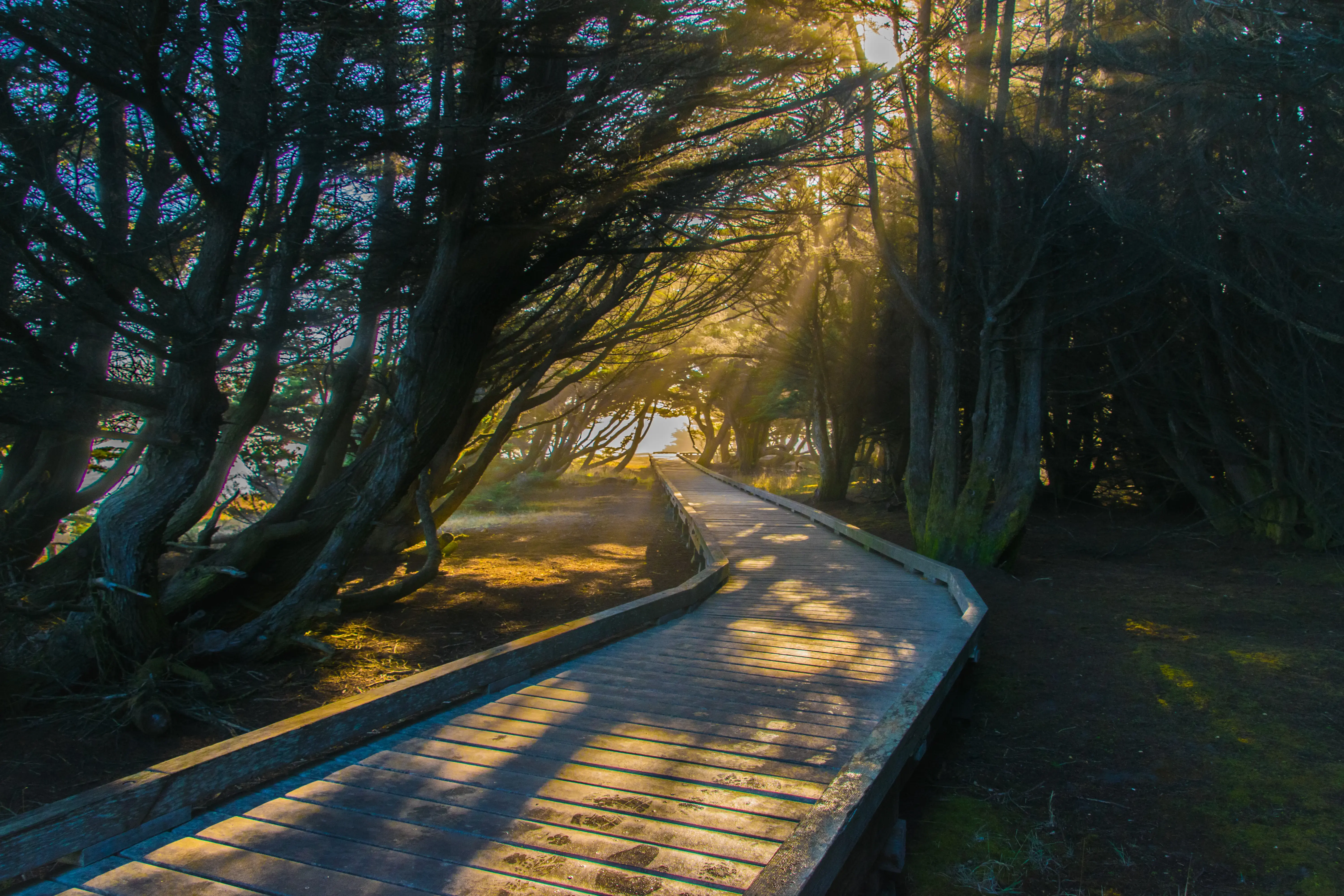 Sunbeams Piercing through the Tree Canopy on a Walkway in California